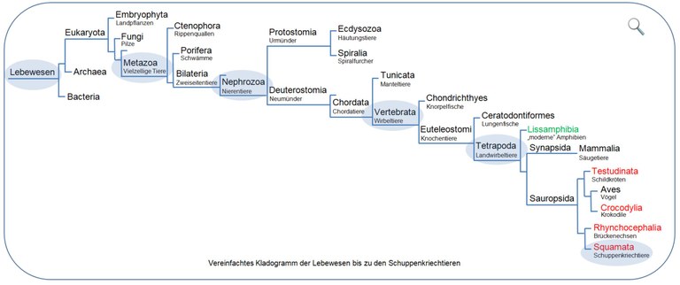 Kladogramm Lebewesen