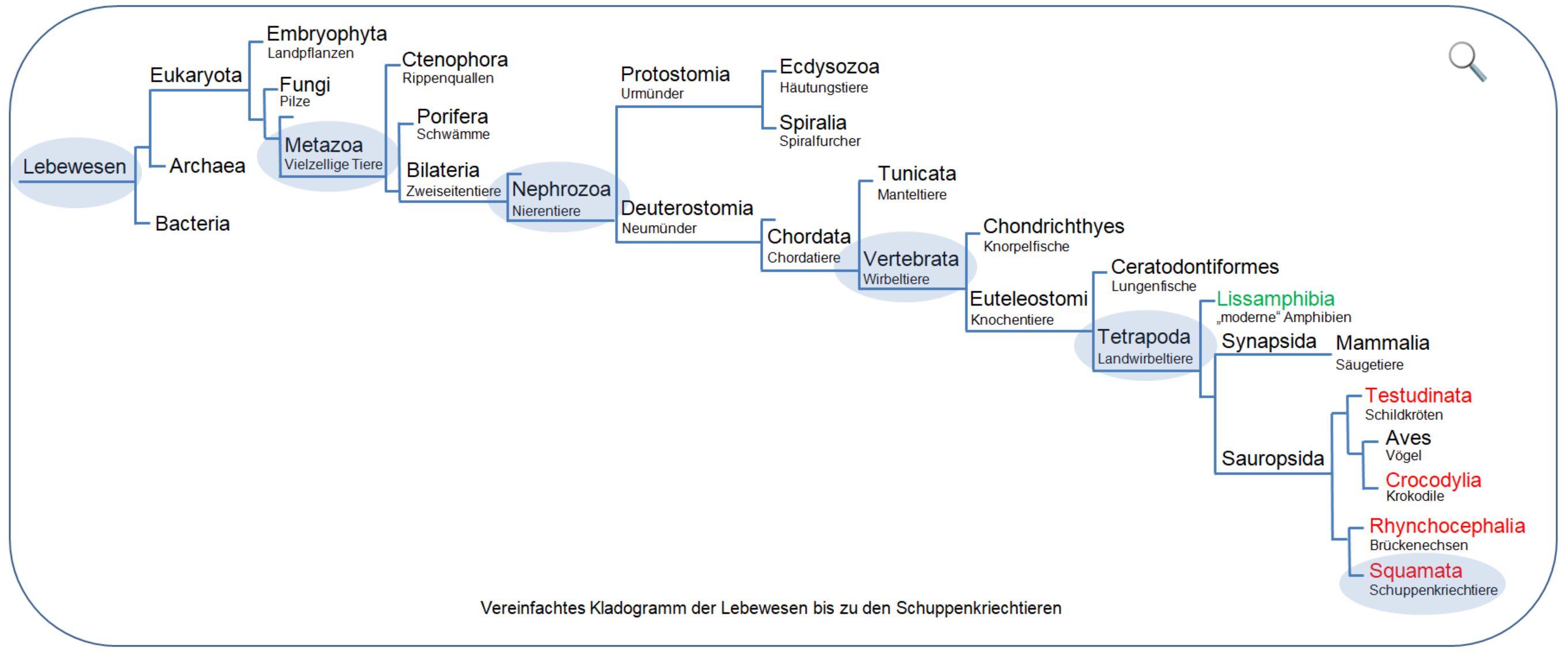 Kladogramm Lebewesen