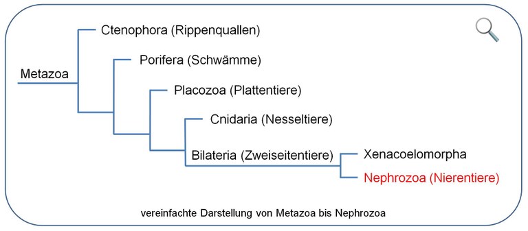 Kladogramm Metazoa