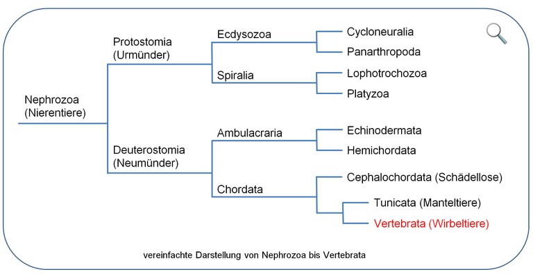 Kladogramm Nephrozoa