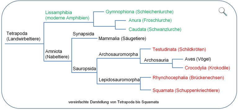 Kladogramm Tetrapoda