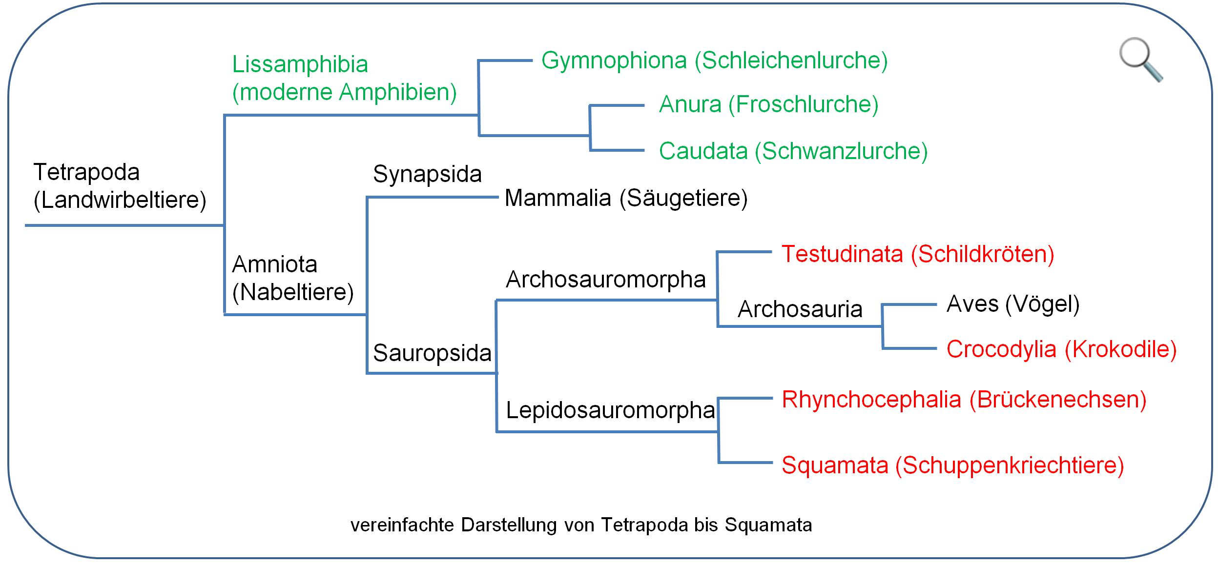 Kladogramm Tetrapoda