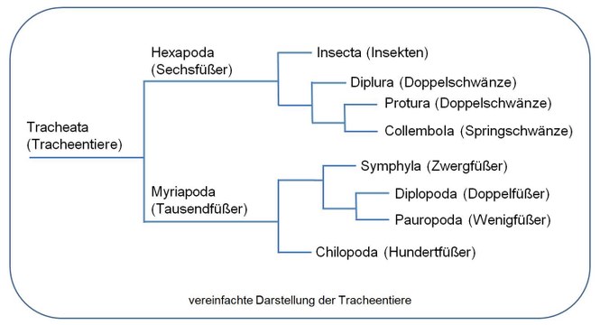 Kladogramm der Tracheentiere (Tracheata)