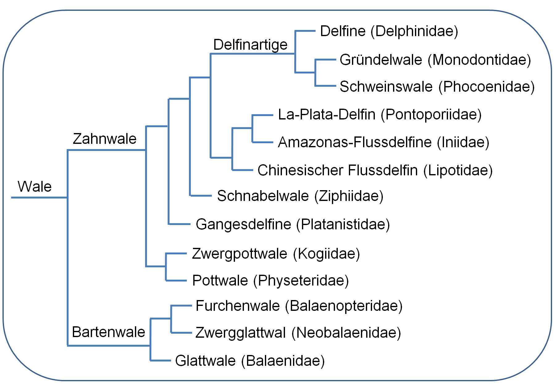 Kladogramm der Wale (Cetacea)