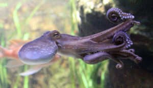 Gewöhnlicher Krake (Octopus vulgaris)