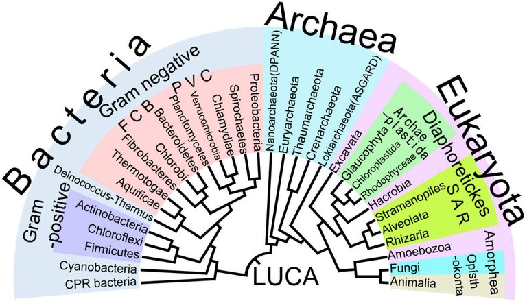 Phylogenetic_Tree_of_Life.jpg