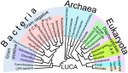 Phylogenetic_Tree_of_Life.jpg