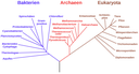 Phylogenetischer Baum