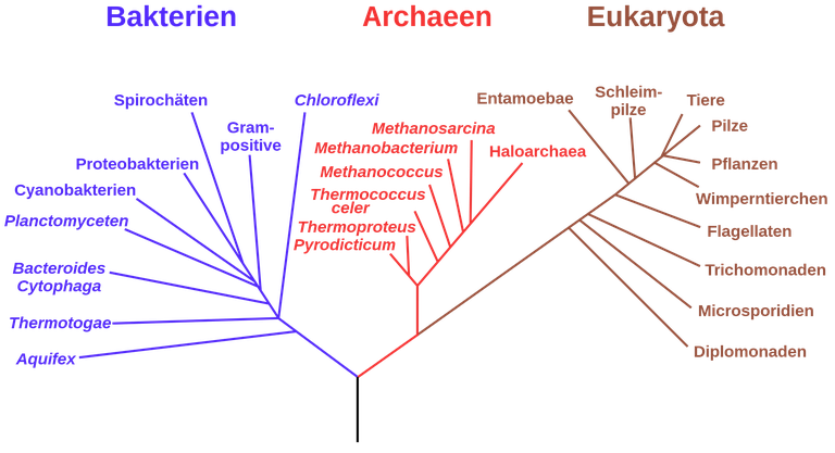 Phylogenetischer Baum