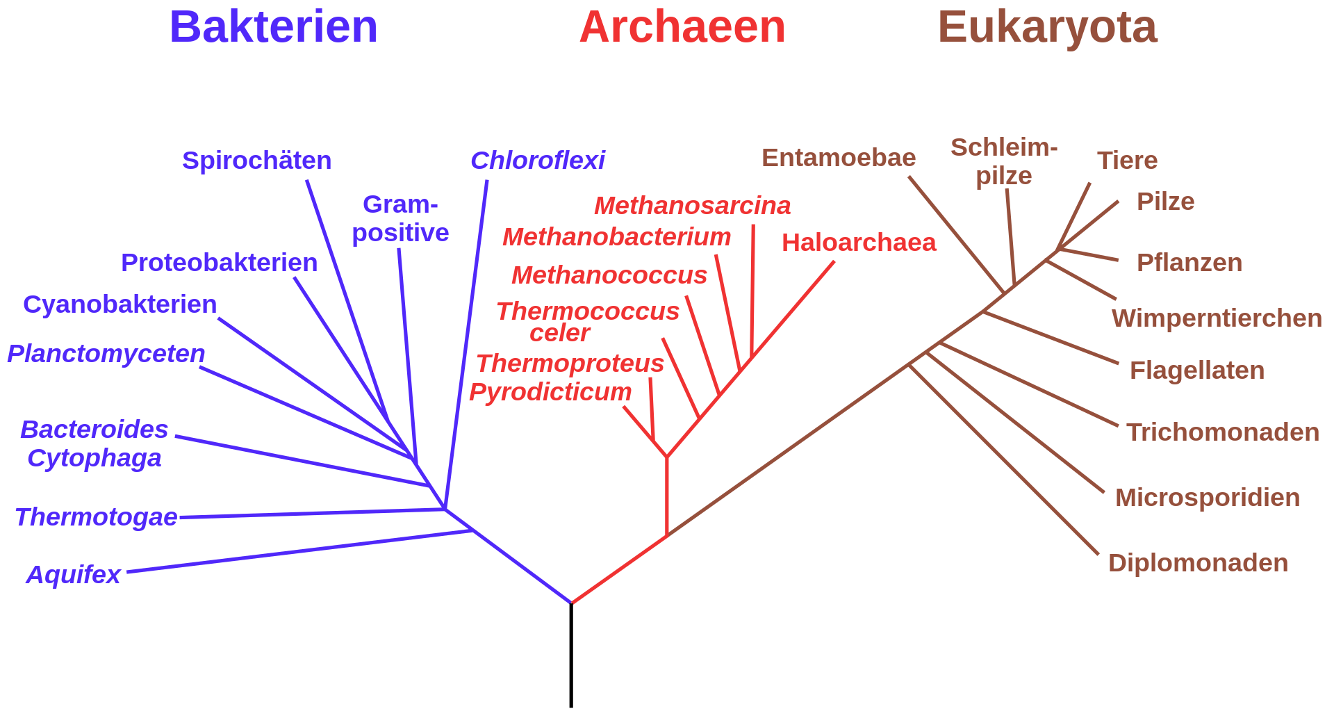 Phylogenetischer Baum