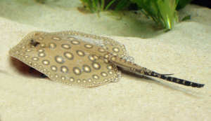 Potamotrygon motoro