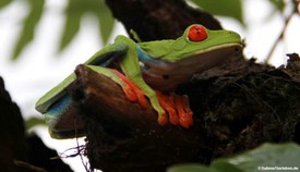 Rotaugenlaubfrosch (Agalychnis callidryasi)