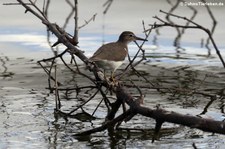 Drosseluferläufer (Actitis macularius) auf Antigua