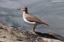 Drosseluferläufer (Actitis macularius) auf Antigua