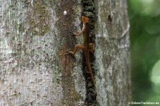 Watts Anolis (Anolis wattsii) auf Antigua
