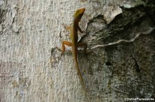 Watts Anolis (Anolis wattsii) auf Antigua