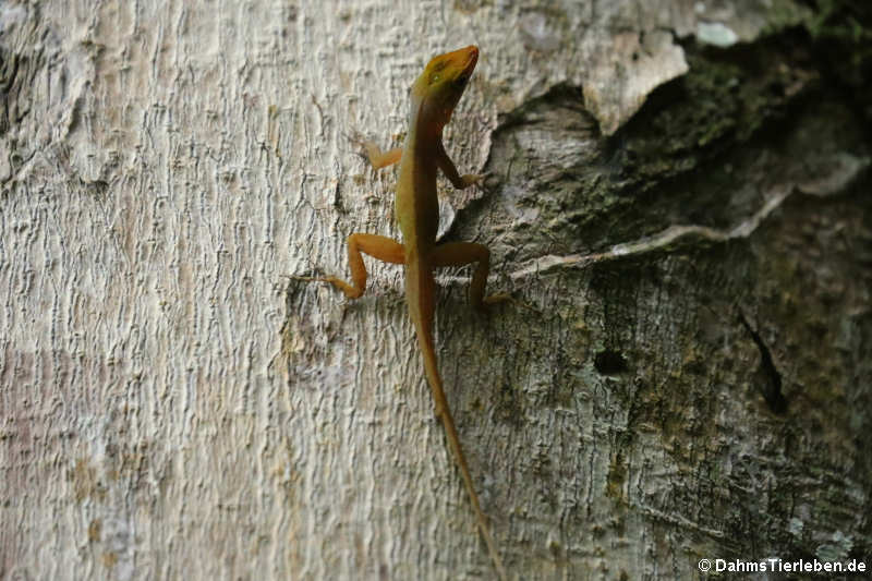 Anolis wattsii