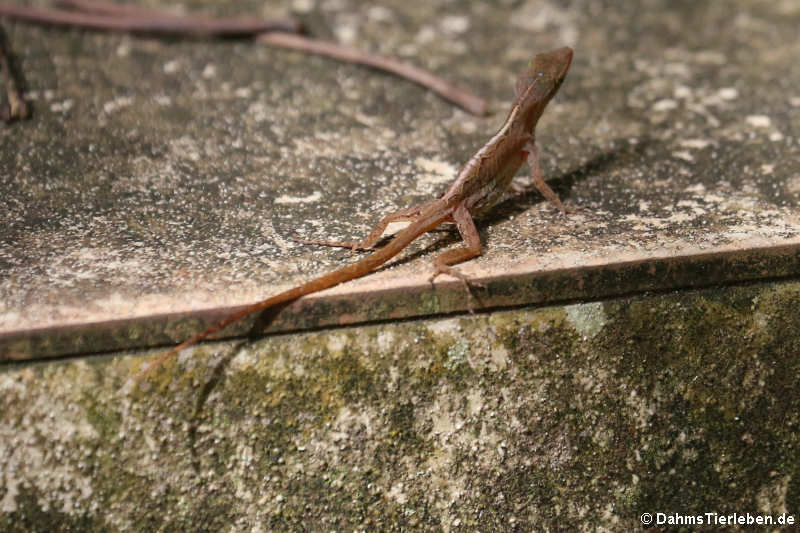 Watts-Anolis Anolis wattsii-7
