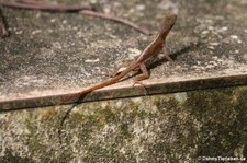 Watts Anolis (Anolis wattsii) auf Antigua