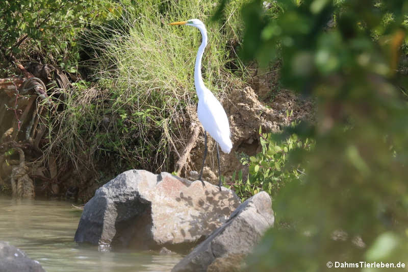 Kuhreiher (Bubulcus ibis)