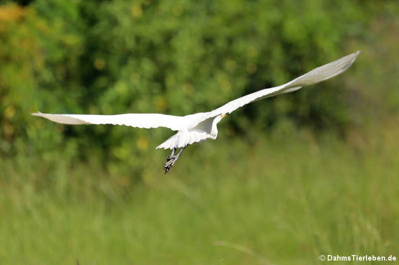 Kuhreiher (Bubulcus ibis)