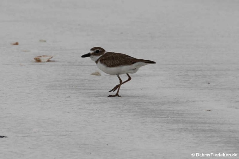 Charadrius semipalmatus