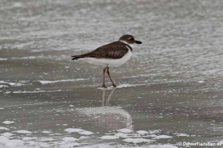 Charadrius semipalmatus