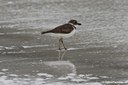 Charadrius semipalmatus