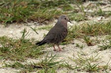 Sperlingstäubchen (Columbina passerina nigrirostris) auf Antigua