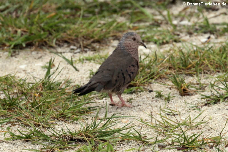 Columbina passerina nigrirostris