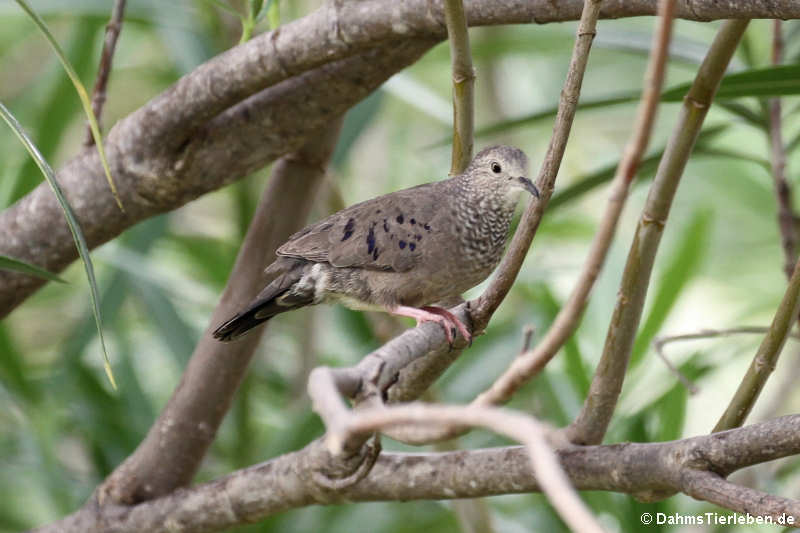 Sperlingstäubchen (Columbina passerina nigrirostris)