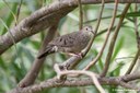 Columbina passerina nigrirostris