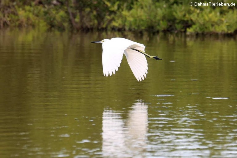 Egretta thula thula