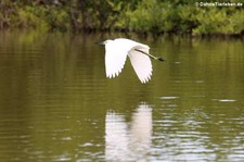 Schmuckreiher (Egretta thula thula) auf Antigua