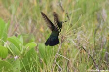 Blaustern-Antillenkolibri (Eulampis holosericeus holosericeus) auf Antigua