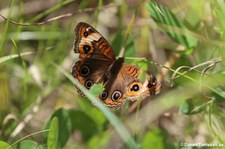 Junonia genoveva auf Antigua