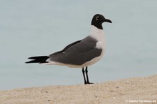 Aztekenmöwe (Leucophaeus atricilla atricilla) auf Antigua