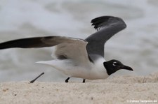 Aztekenmöwe (Leucophaeus atricilla atricilla) auf Antigua