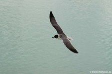 Aztekenmöwe (Leucophaeus atricilla atricilla) auf Antigua