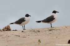 Aztekenmöwe (Leucophaeus atricilla atricilla) auf Antigua