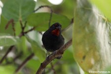 Bartgimpelfink (Loxigilla noctis ridgwayi) auf der Karibikinsel Antigua