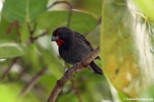 Bartgimpelfink (Loxigilla noctis ridgwayi) auf der Karibikinsel Antigua