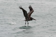 Braunpelikan (Pelecanus occidentalis occidentalis) auf Antigua