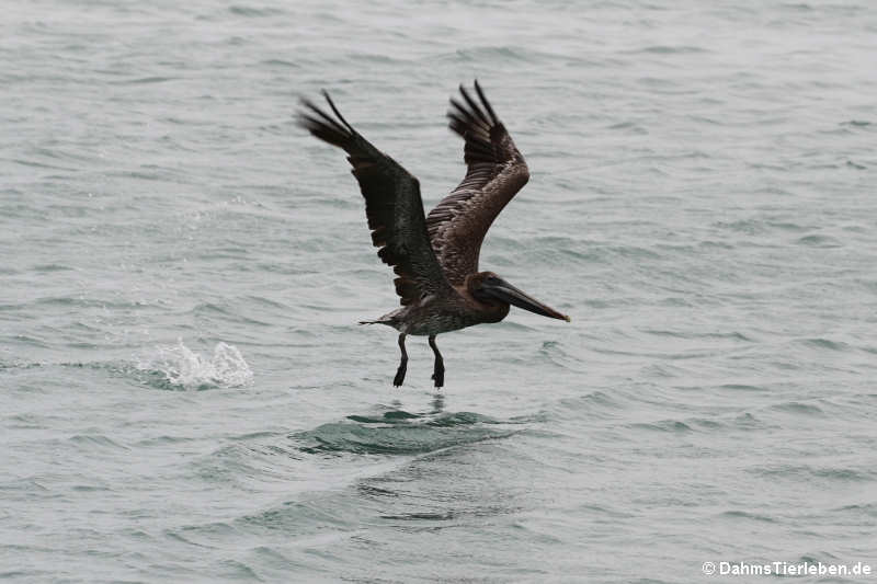 Pelecanus occidentalis occidentalis