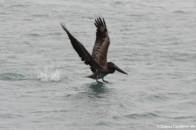 Pelecanus occidentalis occidentalis