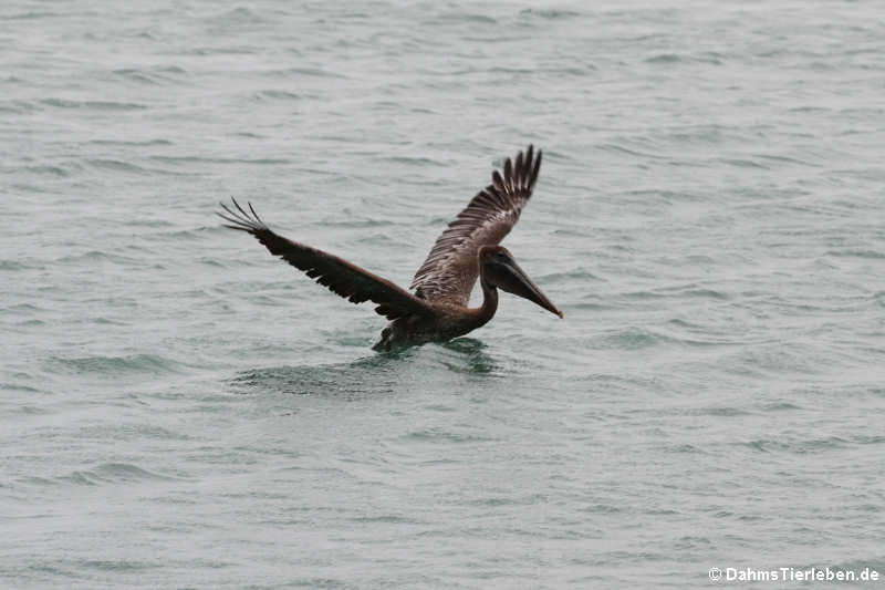 Pelecanus occidentalis occidentalis