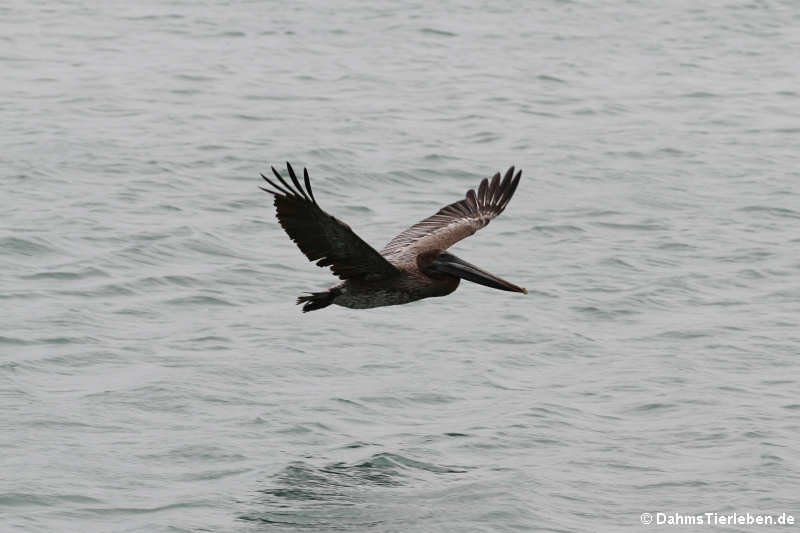 Pelecanus occidentalis occidentalis