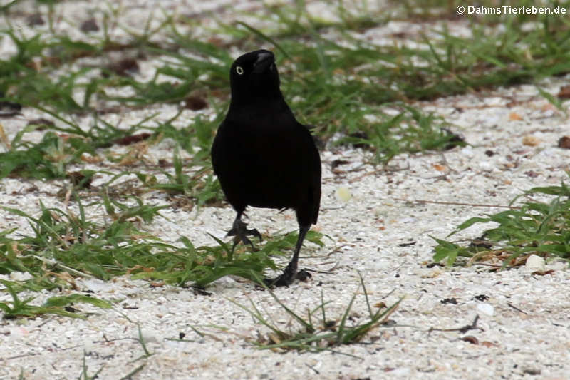 Quiscalus lugubris fortirostris (Trauergrackel)