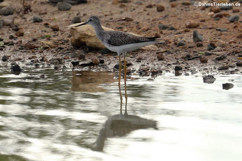 Kleiner Gelbschenkel (Tringa flavipes)