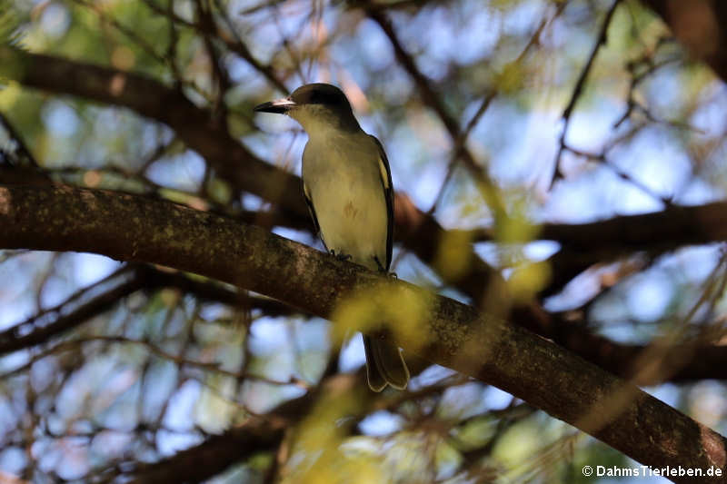 Tyrannus dominicensis vorax